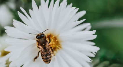 ¿Por qué las abejas mueren despues de picar?