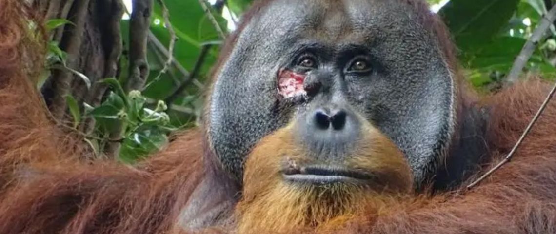 ¡Increíble! Este orangután curó sus heridas igual que o habría hecho un humano
