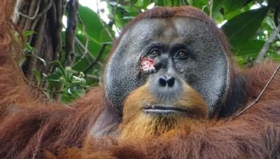 Científicos vieron a un orangután tratar sus heridas con plantas medicinales, mostrando un comportamiento similar al humano
