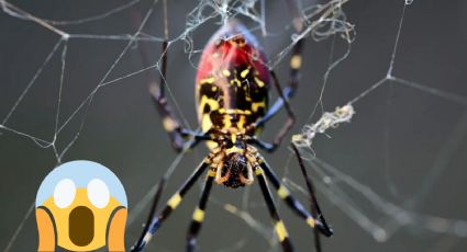 Arañas voladoras Joro aterrorizan a Estados Unidos: ¿Son venenosas?