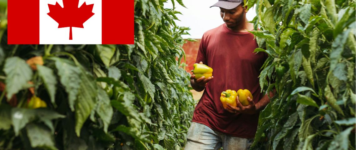 Canadá busca jornaleros agrícolas mexicanos que tengan la secundaria; el sueldo es de 35,000 pesos