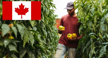Canadá busca jornaleros agrícolas mexicanos que tengan la secundaria; el sueldo es de 35,000 pesos