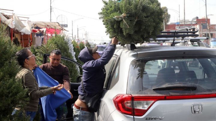 ¿Dónde comprar tu árbol de Navidad natural si vives en Puebla?