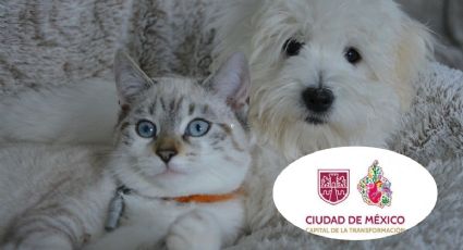 Adoptatón CDMX: Así puedes darle un nuevo hogar a un perrito en el Bosque de Chapultepec