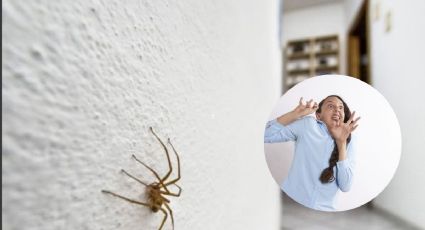 Araña violinista: Hacer esto podría salvarte la vida, según la UNAM