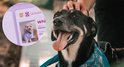 CURP para mascotas en Puebla: ¿Tengo que pagar multa si no la tramito?
