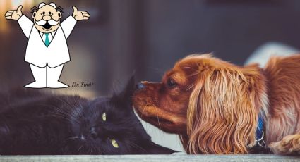 Veterinarias Similares: Estos son TODOS los servicios que ofrece el Dr Simi a mascotas