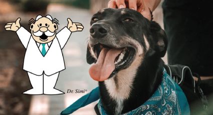 No solo SimiPet, Dr. Simi también lanza campaña para adoptar lomitos "agentes de la felicidad"