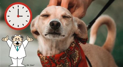 SimiPet: ¿Cuáles son los horarios de las veterinarias del Dr. Simi y qué especies atienden?