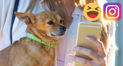¡La tecnología ya nos robó hasta los perritos! Lomito se enoja si le quitan el celular