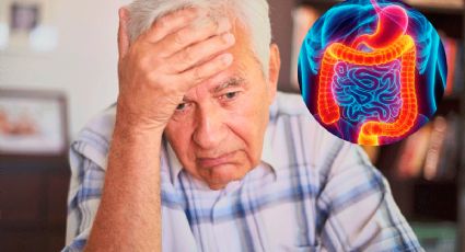 ¿La memoria se pierde en el intestino? El hallazgo médico que sorprende a la ciencia