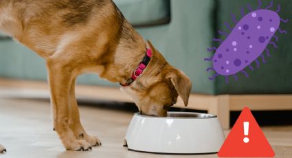 ¡Alerta sanitaria! Lo que debes revisar hoy en el alimento de tu perro por brote de salmonela