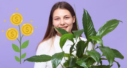 Feng Shui: las plantas más poderosas para atraer abundancia y prosperidad a tu hogar