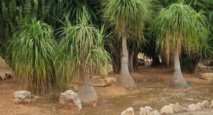 Pata de Elefante, ¿es ILEGAL tener un ejemplar de esta PLANTA en MÉXICO?