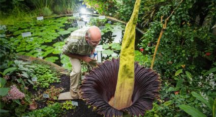 ¿Qué es la FLOR CADÁVER y por qué se llama así? Planta recibe miles de visitas en dos días