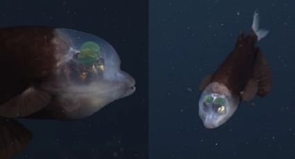 Macropinna microstoma: Captan asombroso pez del abismo con la cabeza transparente (VIDEO)
