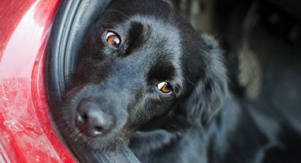 ¿Viajas con tus mascotas en auto? podrían multarte por esta norma del Reglamento de Tránsito de CDMX