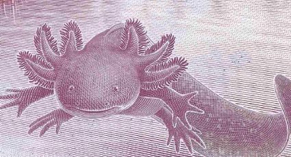 ¿Qué ANIMALES salen en la nueva familia de BILLETES mexicanos? LISTA 2022