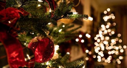 3 empresas que replantan tu árbol de NAVIDAD tras celebrar las festividades decembrinas