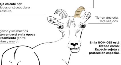 Borrego cimarrón: Profepa es blanco de MEMES por "infame" infografía sobre esta especie mexicana