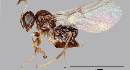 Descubren nueva ESPECIE de avispa y BAR cerca de donde fue hallada le da su nombre