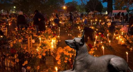 Mito o realidad que los perros aúllan cuando ven a la muerte, esto dice la ciencia