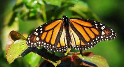 Mariposa Monarca llega puntual a los bosques de México ¿cuándo y dónde verlas?