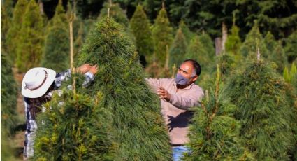 ¿Dónde cortar el árbol de Navidad cerca de la CDMX? Van 3 opciones