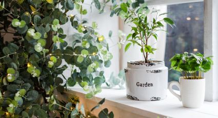 ¿Te gustan las plantas? SEDEMA ofrece 25% de descuento en PREDIAL por tener áreas verdes en casa