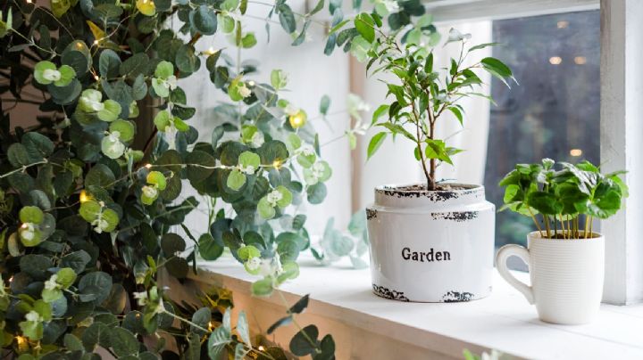 ¿Te gustan las plantas? SEDEMA ofrece 25% de descuento en PREDIAL por tener áreas verdes en casa