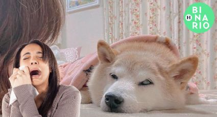 Kabosu, el perrito que inspiró el meme Doge, está gravemente enfermo
