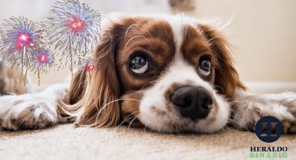 Cómo proteger a tu mascota del ruido de pirotecnia de Año nuevo y otras celebraciones