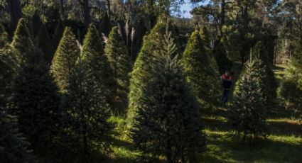 3 consejos para elegir un buen árbol de Navidad natural