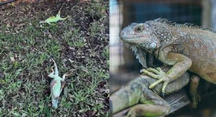 Lluvia de IGUANAS: ¿Por qué sucede este extraño fenómeno en Florida? EXPLICACIÓN