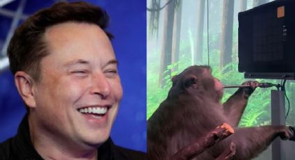 Demandan a NEURALINK de Elon Musk; numerosos monos murieron en pruebas del chip cerebral