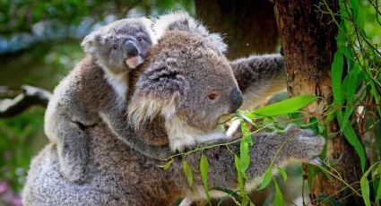 Australia declara al KOALA como especie en peligro de EXTINCIÓN; ¿cuántos quedan en el mundo?