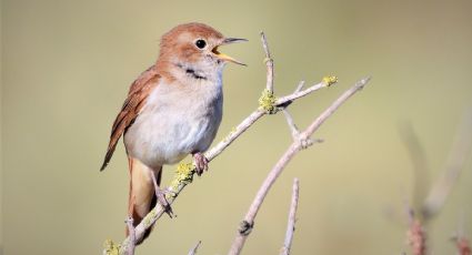 ¿Los pájaros dejarán de cantar por la contaminación? Una terrible realidad los amenaza