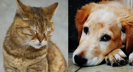 Perros y gatos sufren duelo tras una pérdida; la ciencia explica qué debes hacer para ayudarlos