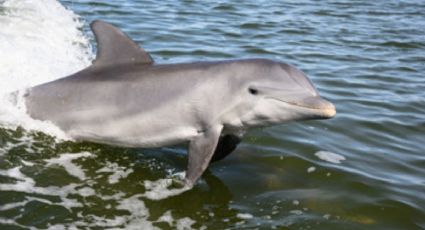 Encuentran 30 DELFINES muertos en Playa Califín, Baja California Sur; ya investigan las causas