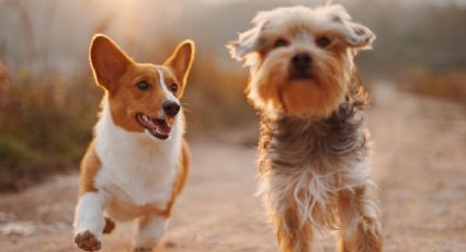 ¿Cuánto es la multa por no recoger las heces de mi perro en la vía pública?