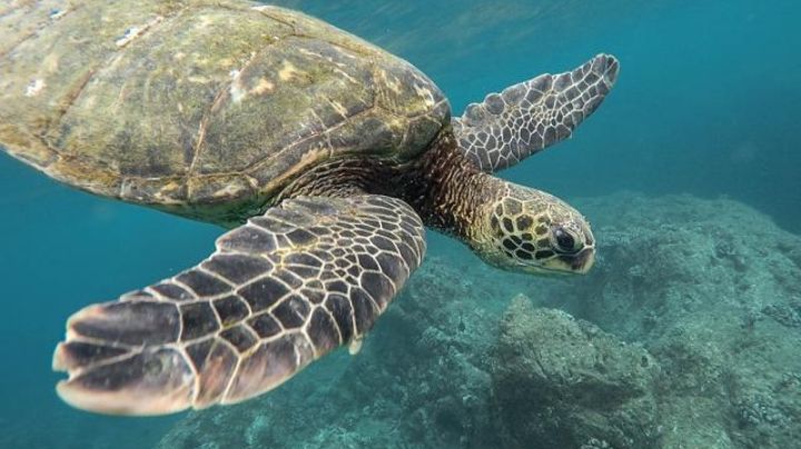 ¿Por qué las tortugas marinas están en peligro de extinción? Estas son las principales razones