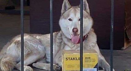 Repartidor de Mercado Libre entrega mercancía a adorable HUSKY y el lomito se hace VIRAL