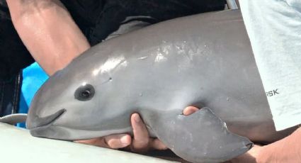 Semar propone colocar muros de concreto para proteger a la vaquita marina de la caza ilegal