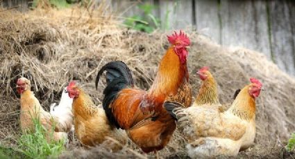 ¿Qué fue primero: el huevo o la gallina (domesticada)? El arroz ayuda a responder el dilema