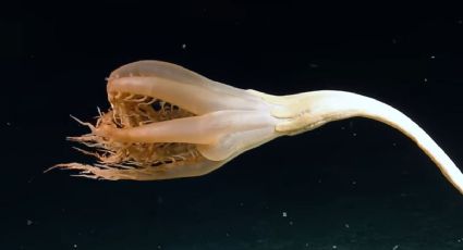 Descubren extraña criatura gigante en el fondo del océano; mide 2 metros y tiene tentáculos: VIDEO