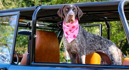 AVASA lanza su primera flota 100% pet friendly; ¿cómo pedir un AUTO para viajar con tu perro?