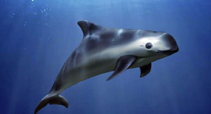 Vaquita marina no está condenada a la EXTINCIÓN, revela investigación GENÉTICA