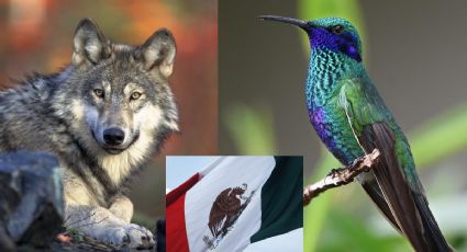 Animales en peligro de extinción 2022: ¿Cuántos son y cuáles habitan en México?