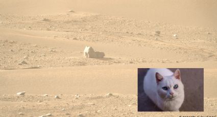 ¿En Marte también hay gatos?  Perseverance de la NASA capta misterioso objeto