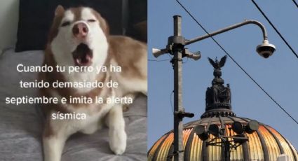 Perro imita el sonido de la alerta sísmica y el momento se viraliza en redes | VIDEO